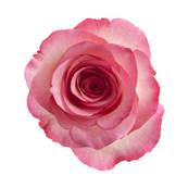 Pink Rose Petal Powder 300m Heat Treated